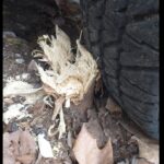 Villa Cerini: denuncian que una empresa de asfaltado dañó un árbol plantado por vecinos