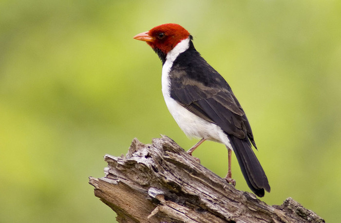 Día del Medio Ambiente: la Ciudad tiene 415 especies de aves y 10 de mamíferos