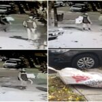 Video: saltaron una reja y robaron una bicicleta en la zona de Villa Cerini