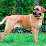 Los dueños de perros de 17 razas consideradas peligrosas deben registrarlos y obtener un permiso de CABA