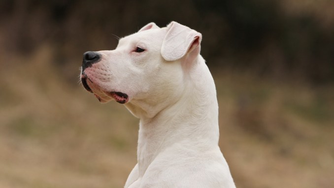 Ciudad exige registrar y obtener permiso para la tenencia de 17 razas de perros consideradas peligrosas