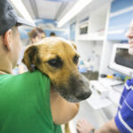 Turnos para castraciones gratuitas en la Plaza Alberdi