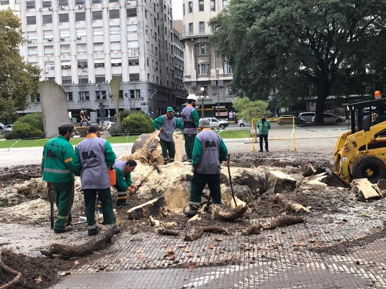 El debate por la tala de un ombú en el Parque del Bajo llegó a la Legislatura porteña