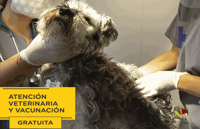 Atención veterinaria y vacunación antirrábica gratuita en Parque Avellaneda