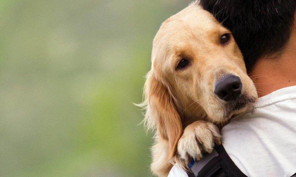 Turnos para atención veterinaria y vacunación antirrábica gratuita en el Parque Saavedra