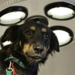 Turnos para castraciones gratuitas en el Parque Saavedra