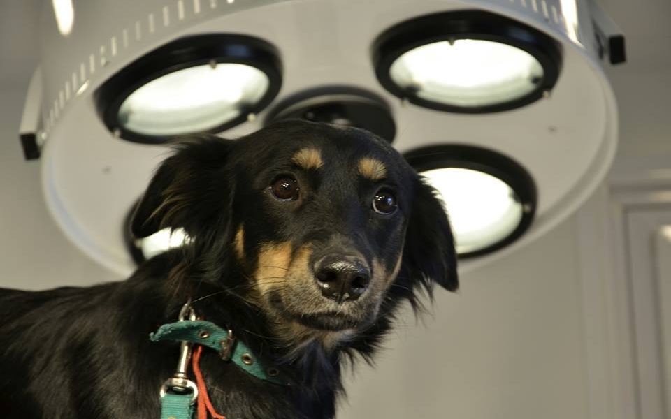 Turnos para castraciones gratuitas en el Parque Saavedra