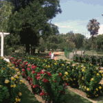 Reparten flores podadas del Rosedal de Parque Chacabuco