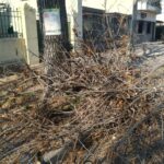 Ciudad avanza con la campaña de poda en el arbolado público de Saavedra