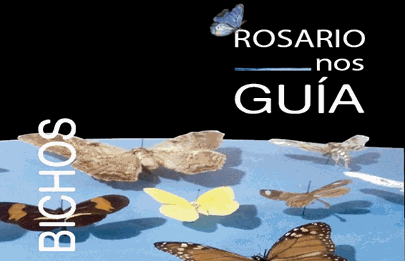 Museo Bernasconi: Tercera edición de Rosario nos GUÍA: Bichos