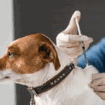 Atención veterinaria y vacunación antirrábica gratuita en parques de la ciudad