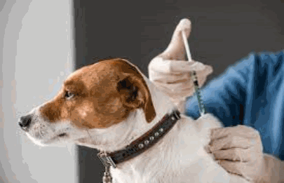 Atención veterinaria y vacunación gratuita en Liniers