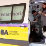 Atención veterinaria gratuita en la Plaza Manzana 66, Plaza Martín Fierro y el Parque de la Estación