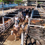 Tres obras claves para el saneamiento de la cuenca Matanza Riachuelo