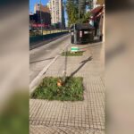 Embistieron el palo tutor de un árbol nativo en la vereda de Balbín y Holmberg