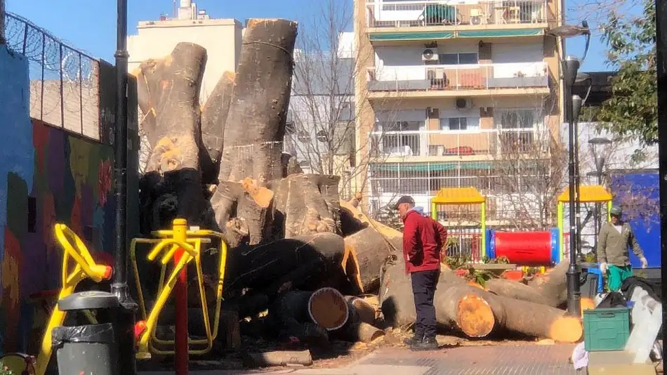 Villa Crespo: talaron un gomero centenario en la Plaza Gurruchaga y plantarán un Ibirá Pitá
