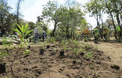 Reconocimiento al grupo de arbolado de Parque Avellaneda