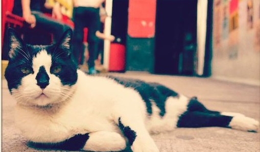 Dolor por la muerte de Tuik, el icónico gato del Club Atlético Fernández Fierro