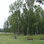 Plantan 407 árboles nativos en el Paseo Islas Malvinas de la Comuna 8