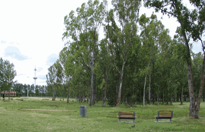 Plantan 407 árboles nativos en el Paseo Islas Malvinas de la Comuna 8