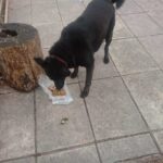 Buscan adoptante para “Cartucho”, el perro que acompañó durante años a un sin techo en Saavedra