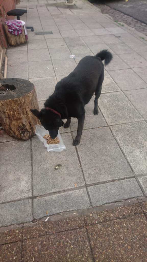 Buscan adoptante para “Cartucho”, el perro que acompañó durante años a un sin techo en Saavedra