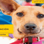 Castraciones gratuitas en Villa Soldati