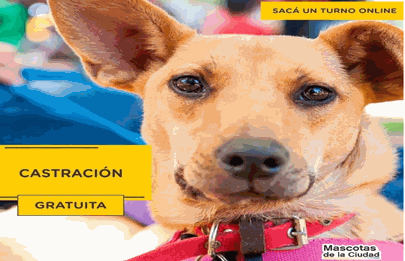 Castraciones gratuitas en Villa Soldati