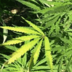 “No es lo mismo fumarse un porro en Palermo que en la villa 1-11-14”