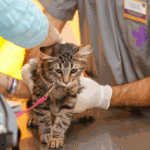 Jornada de castración gratuita en Barrio Copello