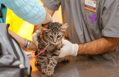 Jornada de castración gratuita en Barrio Copello