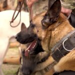 En la Comuna 8, la Policía de la Ciudad rindió homenaje a los perros de la Guerra de Malvinas