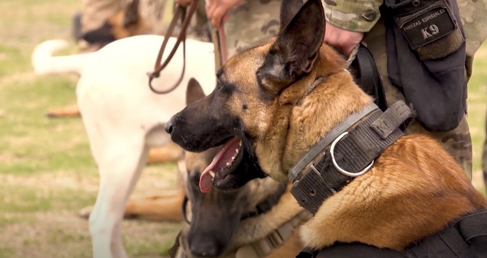En la Comuna 8, la Policía de la Ciudad rindió homenaje a los perros de la Guerra de Malvinas
