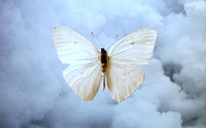 La mariposa blanca