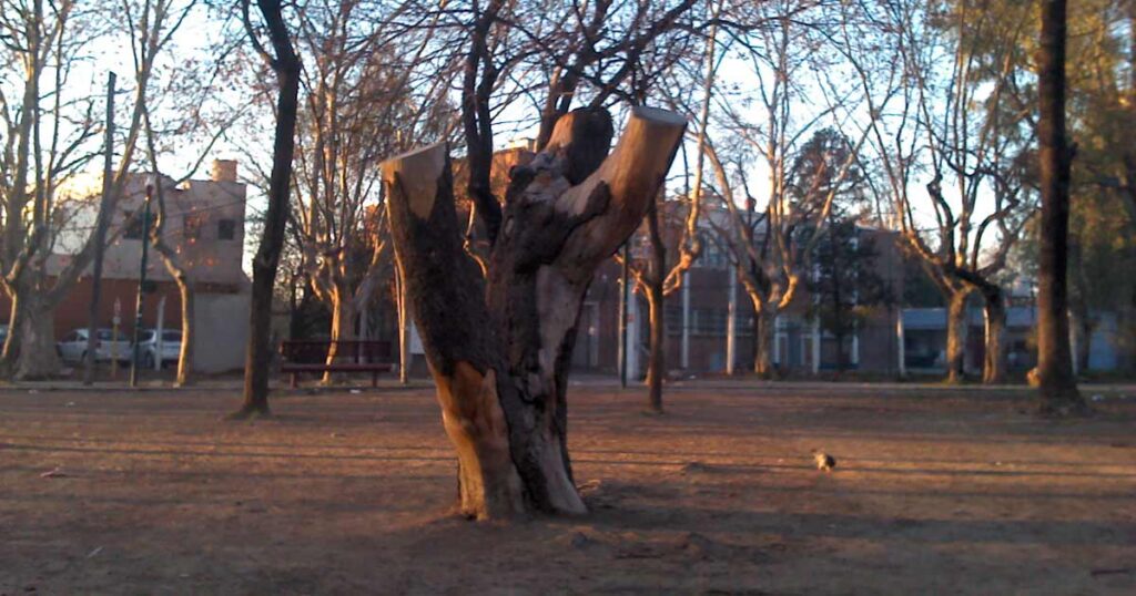 Arbolado público: Falló judicial ratifica suspender las podas y extracciones