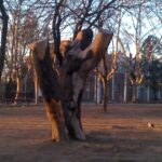 Arbolado público: Falló judicial ratifica suspender las podas y extracciones