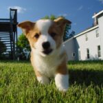 Festival Mascotero en el Parque de la Estación