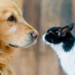 Turnos para atención veterinaria y vacunación antirrábica gratuita en Plaza Alberdi