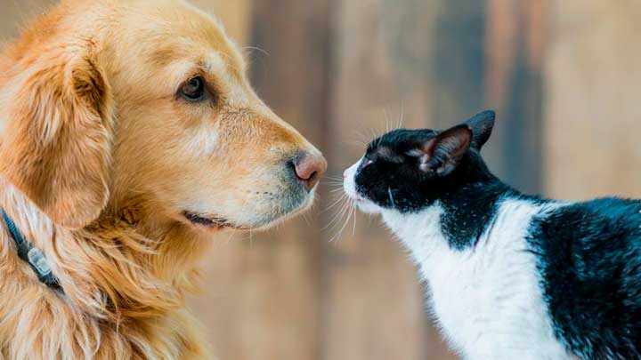 Turnos para atención veterinaria y vacunación antirrábica gratuita en Plaza Alberdi