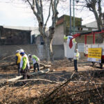 Arbolado público: la justicia suspende podas y extracciones de ejemplares