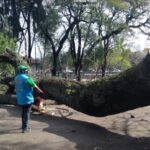 Se quebró una rama de gran porte del histórico timbó del Parque General Paz