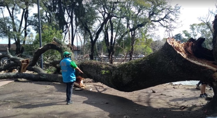 Se quebró una rama de gran porte del histórico timbó del Parque General Paz