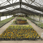 70.000 flores de Parque Avellaneda a toda la Ciudad