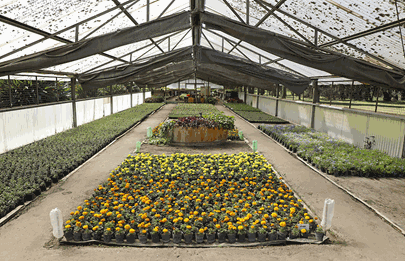 70.000 flores de Parque Avellaneda a toda la Ciudad