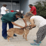 Inscripción para jornada de vacunación antirrábica en Mataderos