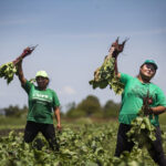 El Gobierno continúa dándole la espalda a la agroecología