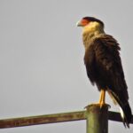 El COA de Saavedra organiza una bicicleteada para avistar aves en el barrio
