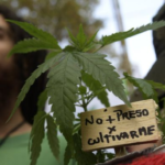 Celebrarán un festival de cultura cannábica frente al Congreso de la Nación bajo el lema “Despenalización ya”