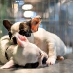 Mascotas de la Ciudad: turnos para castraciones gratuitas en Plaza Alberdi
