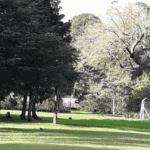 Anuncian la puesta en valor del Vivero de Parque Avellaneda